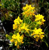 Rafnia capensis subsp. pedicellata