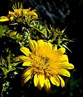 Berkheya spinosa flower