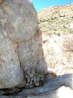 Crassula sericea var. sericea on the rocks