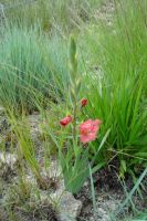 Gladiolus rehmannii in sandy grassland after fire