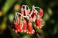 Cotyledon orbiculata flowers