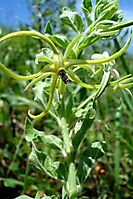 Brachystelma macropetalum flowering