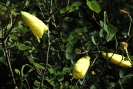 Bauhinia tomentosa flowers