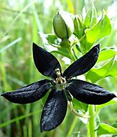 Brachystelma gerrardii flower