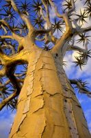 Aloidendron dichotomum bark