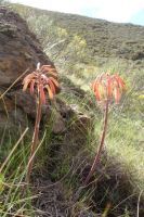 Aristaloe aristata flowering in Lesotho montane grassland