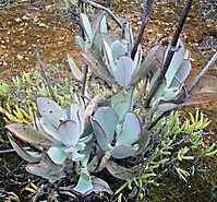 Cotyledon orbiculata in the Agtervinkrivier valley