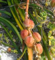 Trachyandra divaricata fruit capsules