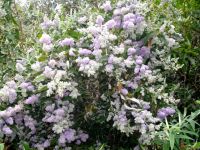 Buddleja salviifolia blooming well in spring