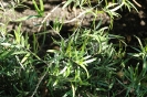 Asparagus falcatus leaves 