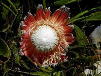 Protea cryophila maturing flowerhead