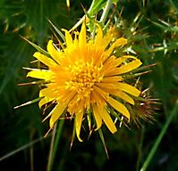 Berkheya cruciata flowerhead