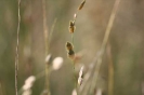 Eragrostis superba in Egoli Granite Grassland