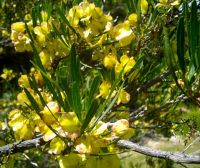 Dodonaea viscosa var. angustifolia samaras