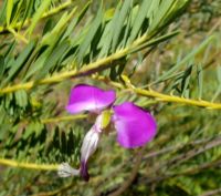 Polygala myrtifolia var. pinifolia flower showing a long keel