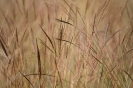 Grass species 14
