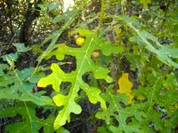 Solanum linnaeanum leaf