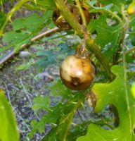 Solanum linnaeanum showing brown fruit