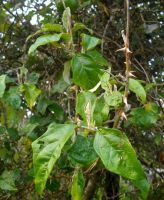 Solanum aculeastrum leaves, not much lobed
