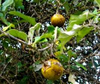 Solanum aculeastrum yellow gifappeltjies