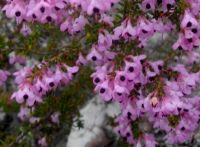 Erica melanthera flowers
