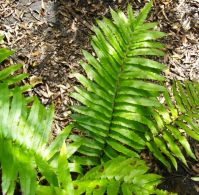 Blechnum capense in enough shade and moisture