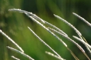 Grass species 27