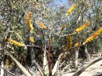 Aloe marlothii flowering in Sabie