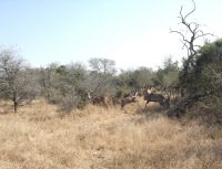 Kudu enjoying themselves... for how long?