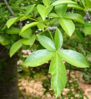 Adansonia digitata leaves