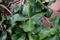 Adenium multiflorum leaves