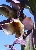 Brachycorythis ovata subsp. ovata flower