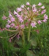 Brunsvigia radulosa flower of the lighter variety