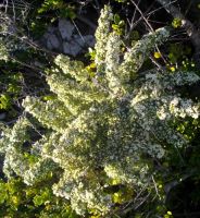 Asparagus capensis flowering