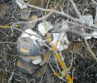 Lichen and tortoiseshell