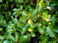 Kalanchoe sexangularis green leaves in shade