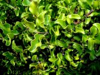 Euclea undulata dense foliage