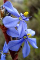 Aristea capitata flower close-up