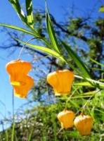 Sandersonia aurantiaca flowers