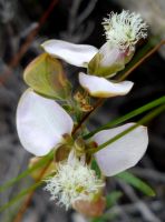 Polygala bracteolata white flower