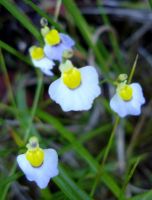 Utricularia bisquamata belonging to a charming family
