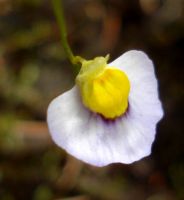 Utricularia bisquamata flower