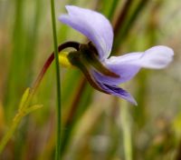 Viola decumbens flower profile
