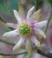 Anemone vesicatoria flower