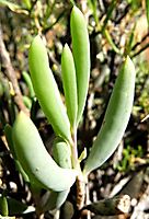 Crassothonna cylindrica leaves