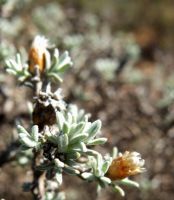 Rosenia humilis flowerhead remains
