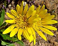 Berkheya herbacea flowerheads
