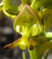Ceratandra atrata flower