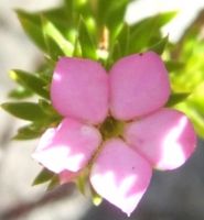 Acmadenia alternifolia flower