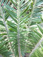 Encephalartos caffer leaves or fronds